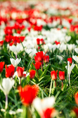 Fototapeta premium Bunte Wiese