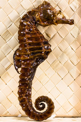 real brown stuffed sea horse