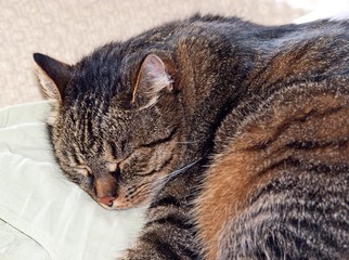 sleeping cat