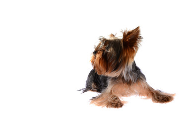 Dog Yorkshire Terrier. Isolated on White Background.