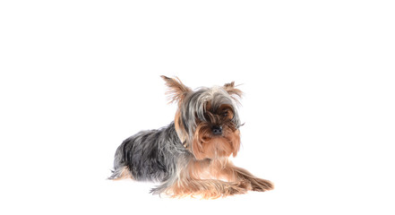 Dog Yorkshire Terrier. Isolated on White Background.