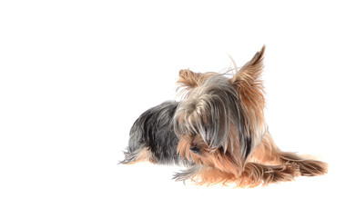 Dog Yorkshire Terrier. Isolated on White Background.