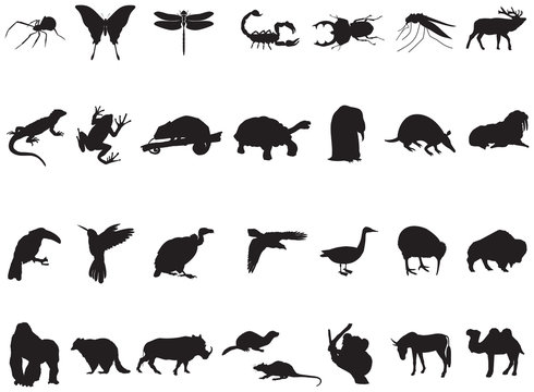 many animals and insects in vector
