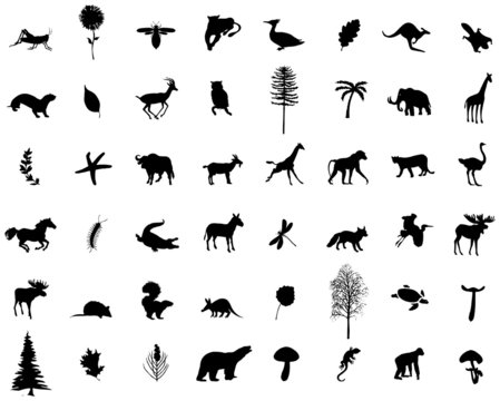 many animals and plants in vector