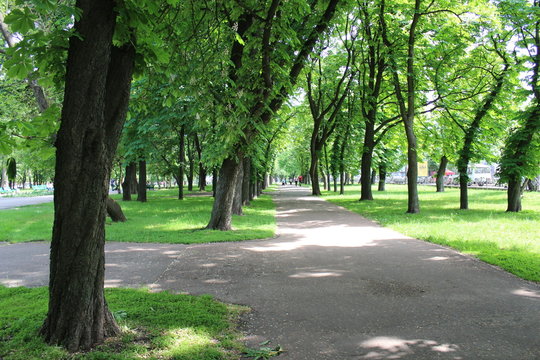 Beautiful park with many green trees