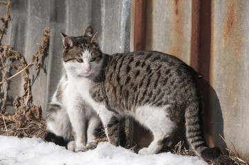 Two street cats close together on grunge tin wall background