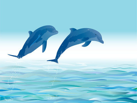Dolphin
