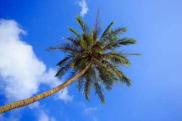 Пальма на фоне синего неба. Тропики