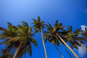Кокосовые пальмы на фоне синего неба.