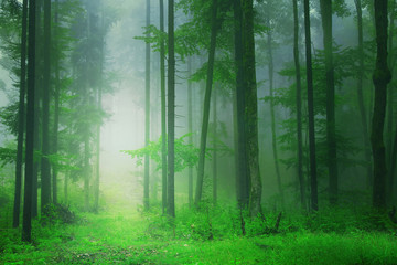 Fantasiegrüner Waldhintergrund