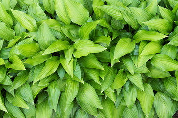 Green hosta leaves