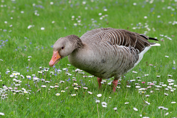 Graugans auf bunter Blumenwiese