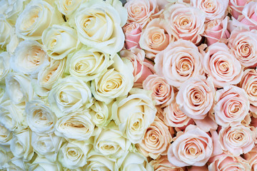 Pink and white roses