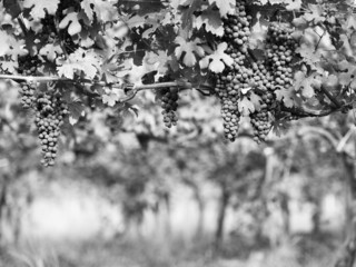 Black and White image of ripe grape in leaves