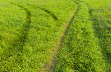 Two tracks in wild meadow