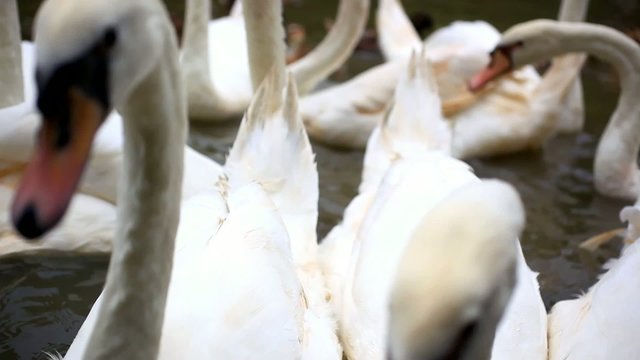 Bird feeding by people in pond. HD. Close up. 1920x1080