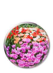 Crystal ball with various colored tulips on white background