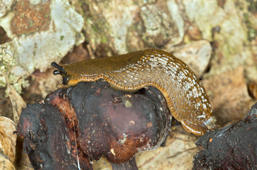 Spanish slug, arion vulgaris feeding, focus on eyes