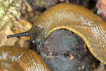 Spanish slug, arion vulgaris feeding, focus on eyes
