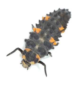 Ladybug larva isolated on white background