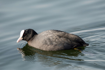 Folaga - Fulica atra