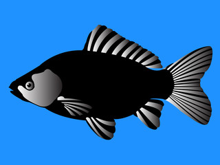 beautiful black fish - vector
