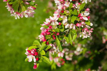 blossom tree