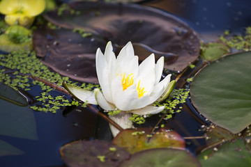 Water lilly