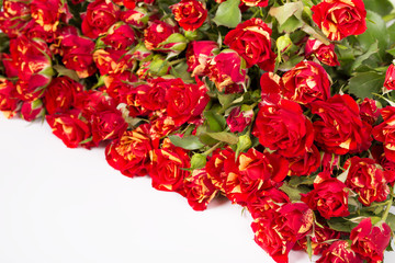 Bushed red roses background