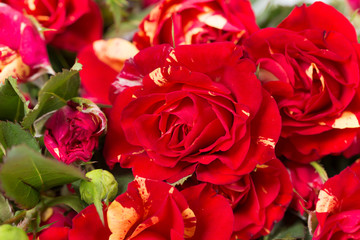 Bushed red roses background