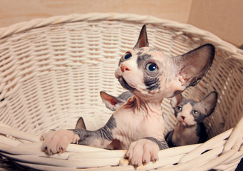 Little Sphynx Cats Inside a Wooden Basket