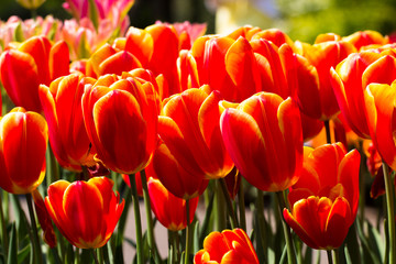 tulips in Keukenhof park