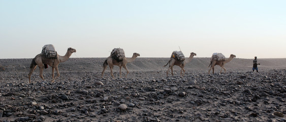 Fototapeta na wymiar Caravan of camels with salt in Danakil depression desert