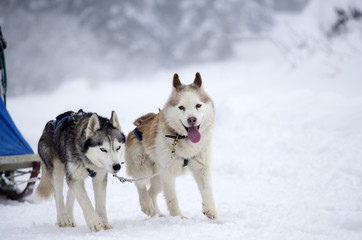 Siberian Husky dogs in the snow