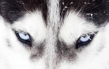 Close-up shot of husky dog blue eyes