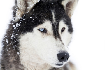 Siberian Husky dogs in the snow