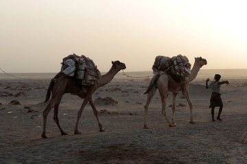 Caravan of camels with salt in Danakil depression desert - obrazy, fototapety, plakaty