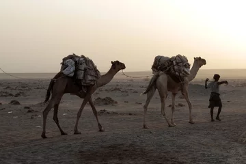 Photo sur Plexiglas Chameau Caravane de chameaux au sel dans le désert de la dépression de Danakil