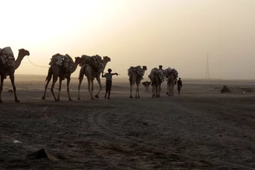 Papier Peint photo Chameau Caravane de chameaux au sel dans le désert de la dépression de Danakil