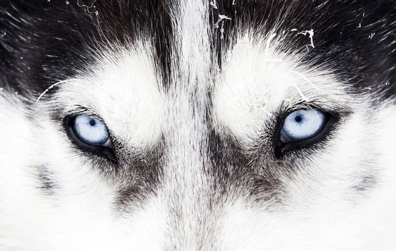 Close-up shot of husky dog blue eyes