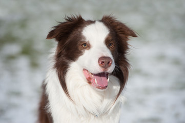 Border Collie Rüde