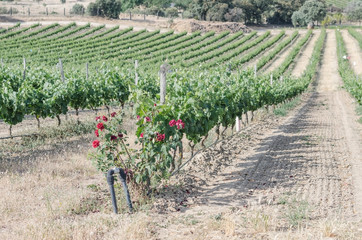 vineyard