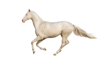 Beautiful akhal-teke horse run gallop isolated on white backgrou