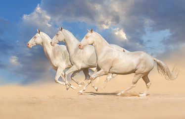 Group of horse run gallop with clouds of dust