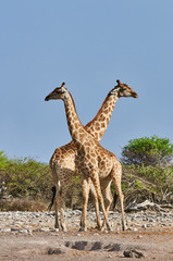 Two giraffes