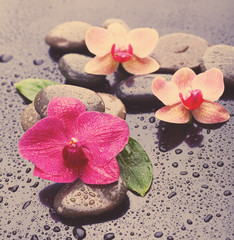 Fototapeta na wymiar Beautiful blooming orchid with spa stones, close-up