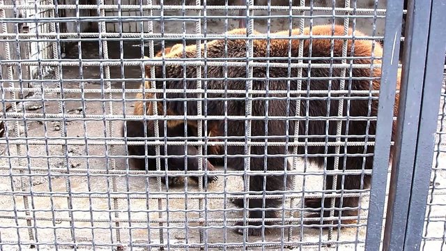 Bears in the Zoo