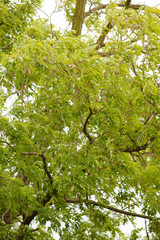 green leaves acacia tree as a nature backgorund