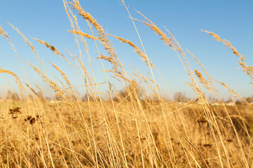 Fototapeta premium Dry grass in the autumn field on a background of blue sky