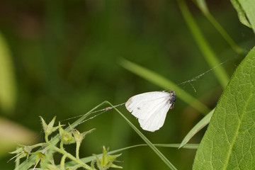 Butterfly wings in a cobweb